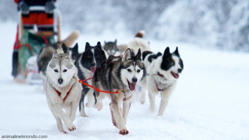  Cane Siberian Husky
