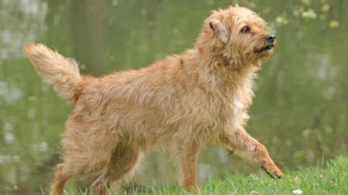 Cane Smoushond olandese