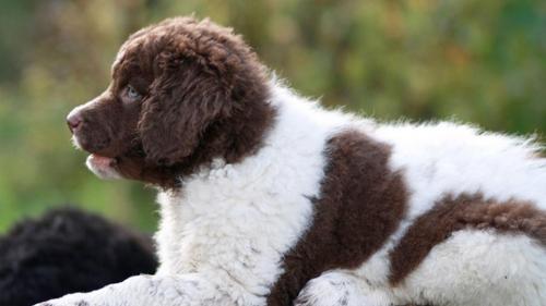  Cane Spaniel Olandese