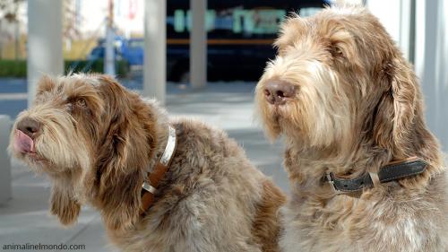  Cane Spinone italiano