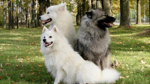 Cane Spitz tedesco gigante