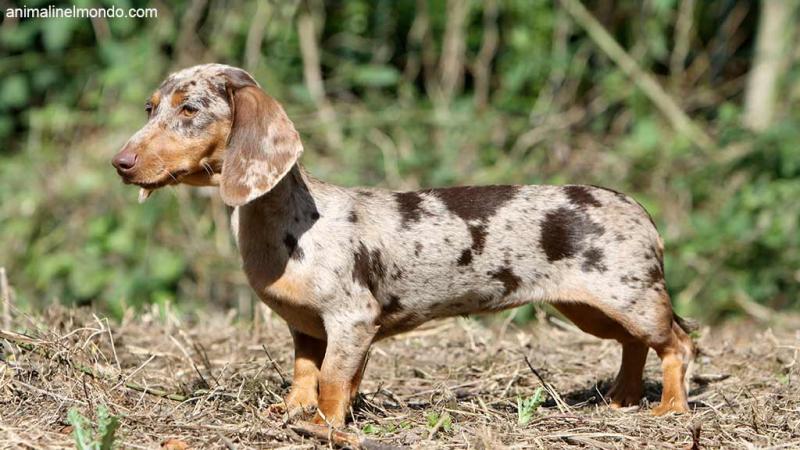  Cane Bassotto Kaninchen a pelo corto