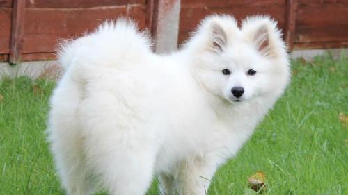  Cane Spitz tedesco grande