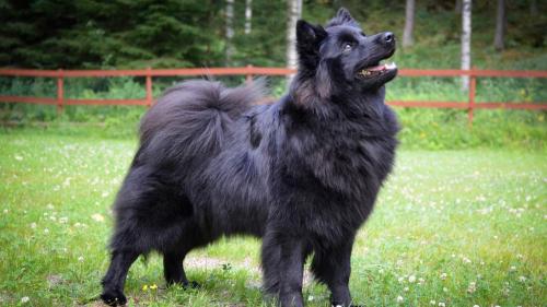 Cane Svensk Lapphund