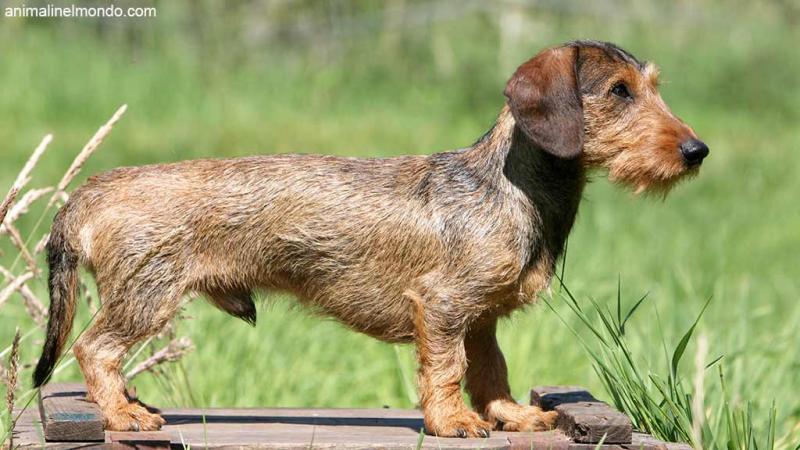 Cane Bassotto Kaninchen a pelo duro