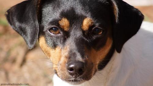  Cane Terrier Brasileiro
