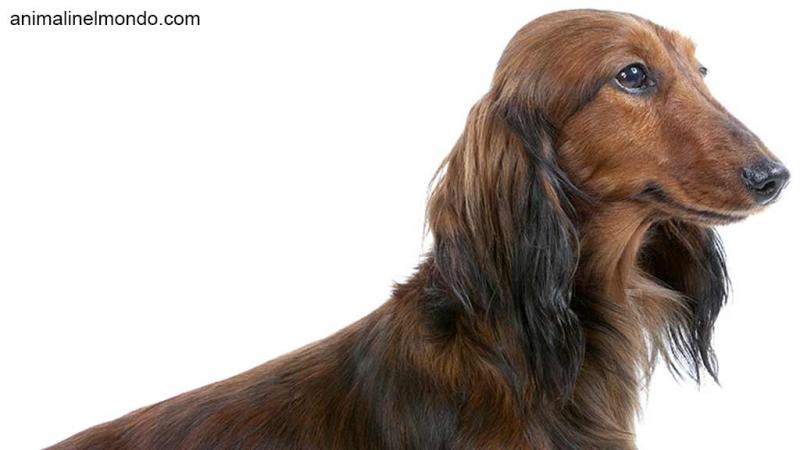  Cane Bassotto Kaninchen a pelo lungo