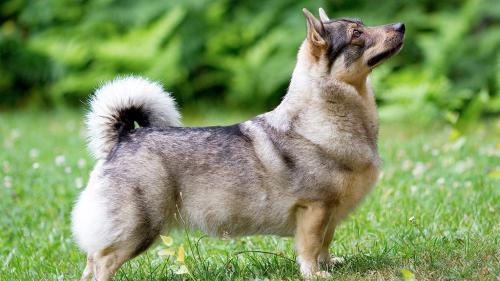  Cane Vastgotaspets