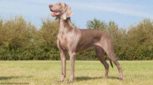 Cane Weimaraner