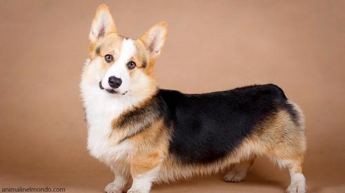  Cane Welsh Corgie Pembroke