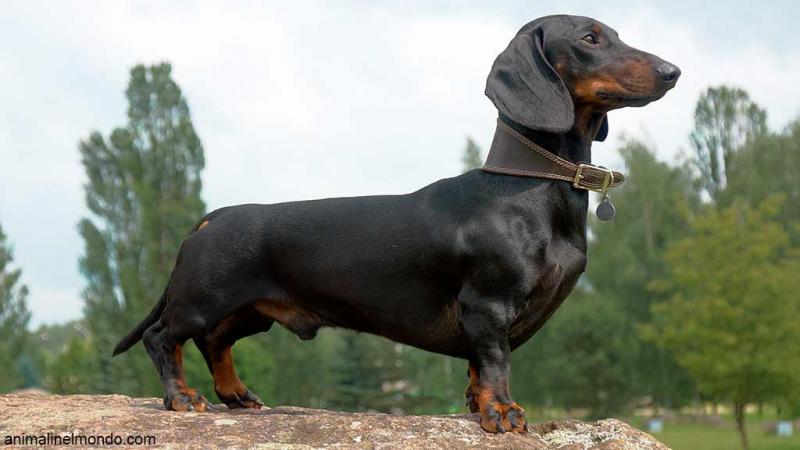  Cane Bassotto tedesco