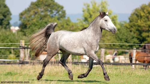 Pony Connemara