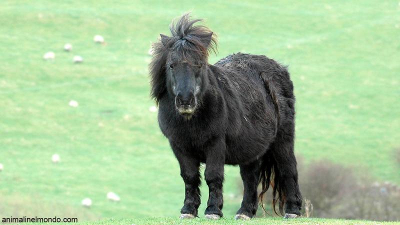  Pony Dales