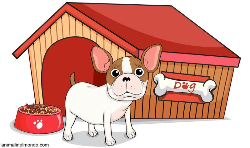  Il decalogo per la scelta della pensione per animali