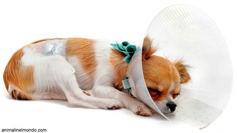  Accoppiare o sterilizzare