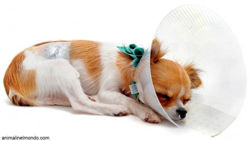 Accoppiare o sterilizzare