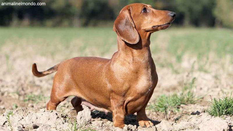  Cane Bassotto tedesco nano a pelo corto