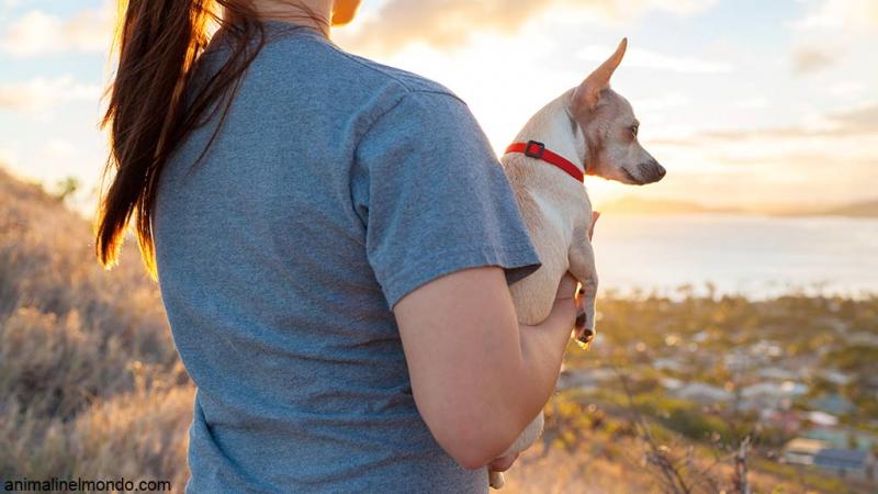  Prima di prendere un cane