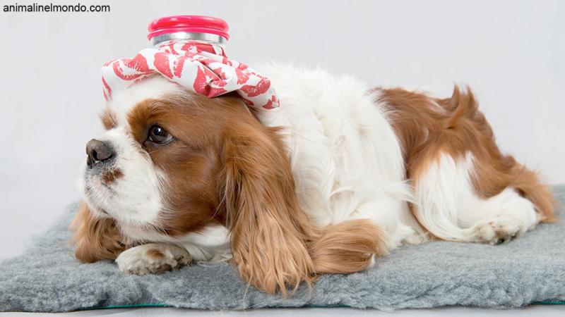  La Parvovirosi canina