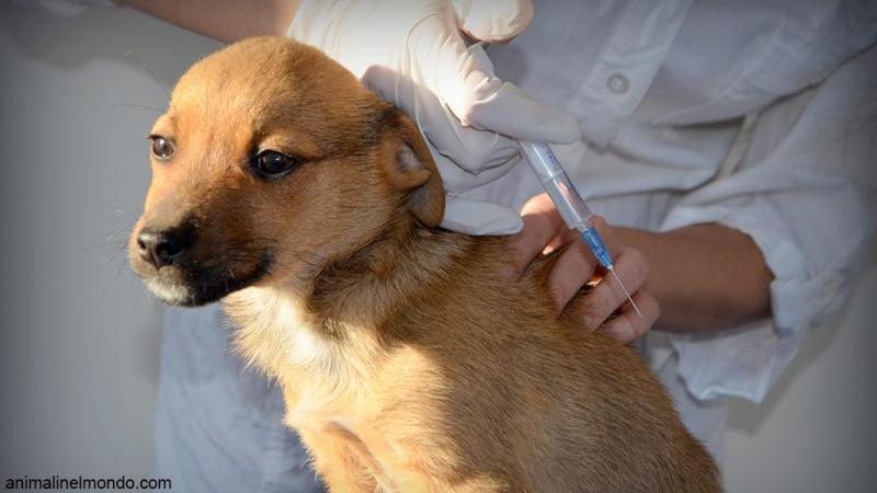  L'importanza delle vaccinazioni nel cane