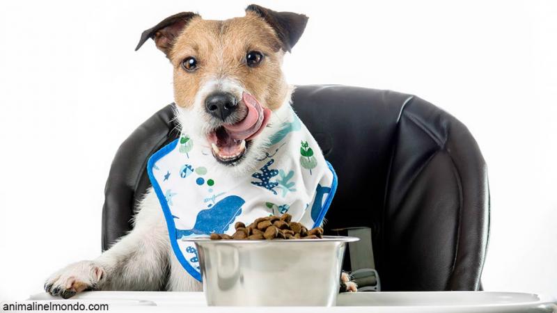  Alimentazione del cane