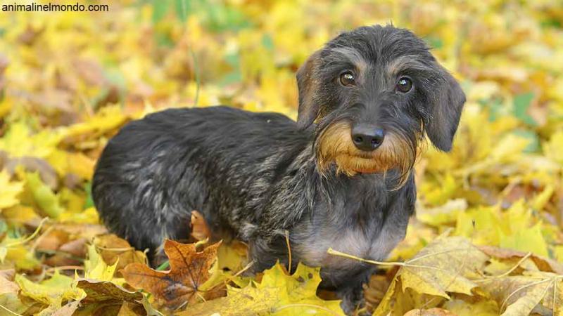  Cane Bassotto tedesco nano a pelo duro