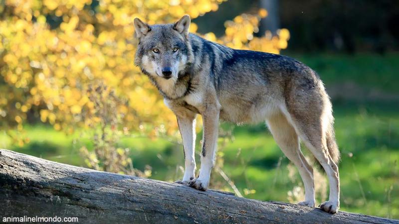  L'evoluzione del cane