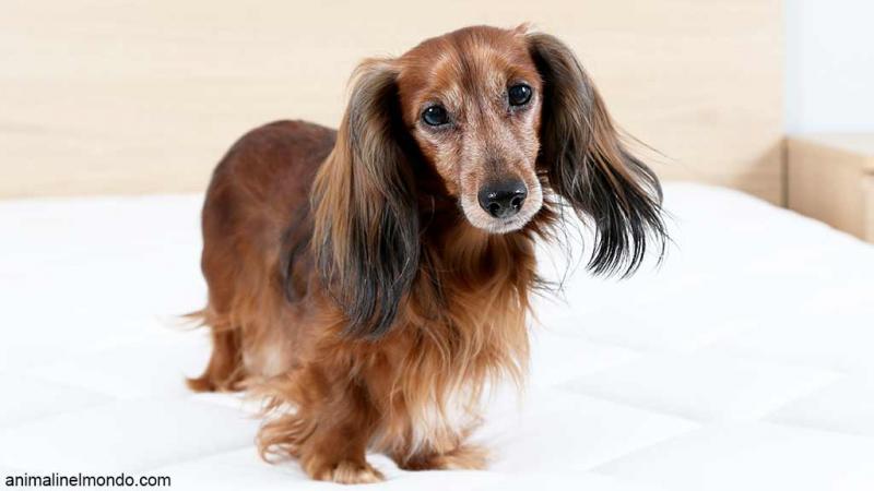  Cane Bassotto tedesco nano a pelo lungo