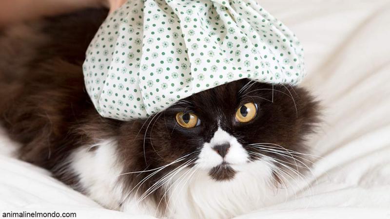  Calicivirosi gatto