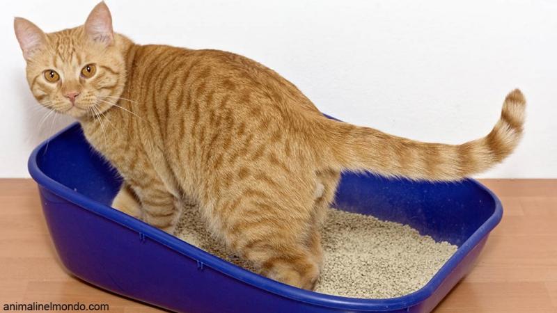  Panleucopenia gatto