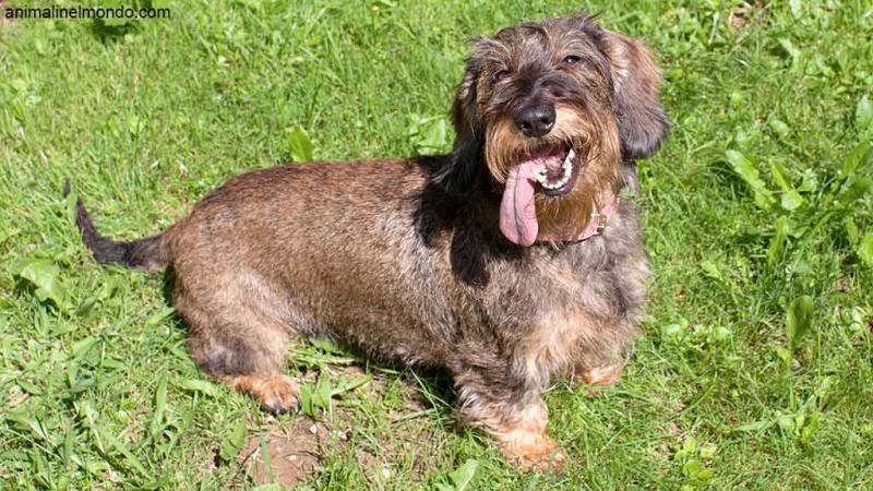  Cane Bassotto tedesco a pelo duro