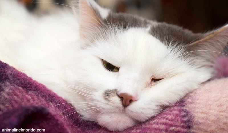  Clamidiosi gatto
