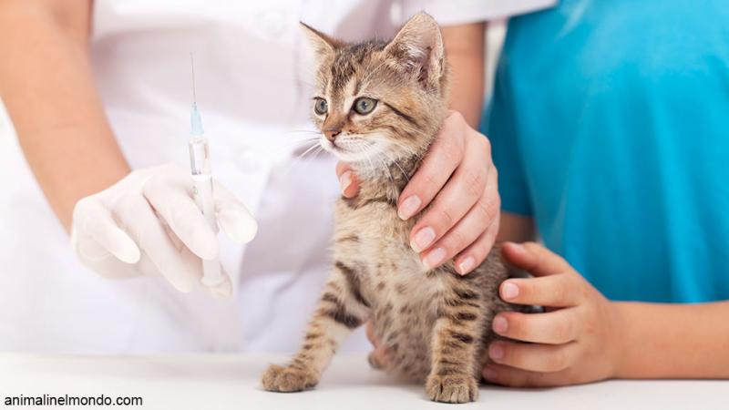  Vaccinazioni gatto