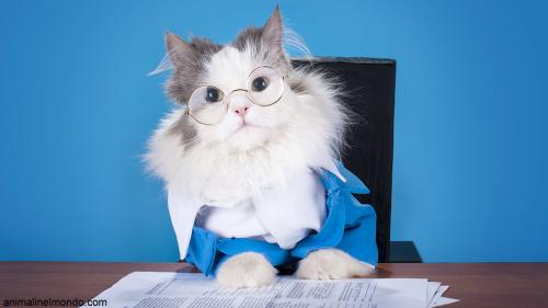  Come comunica il gatto