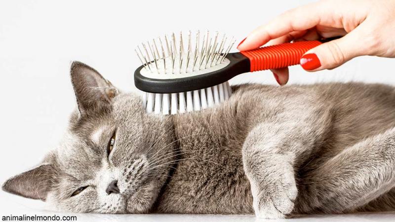  Il nostro gatto