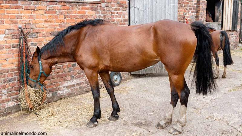  Fabbisogni nutrizionali del cavallo