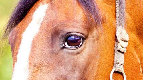  La vista del cavallo 2