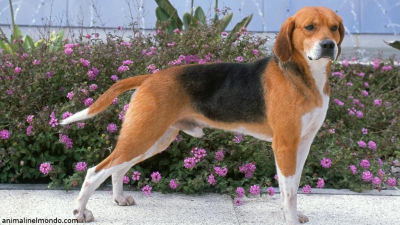  Cane Beagle Harrier
