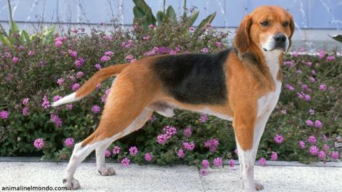 Cane Beagle Harrier