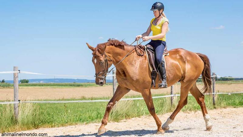  Come scegliere il cavallo