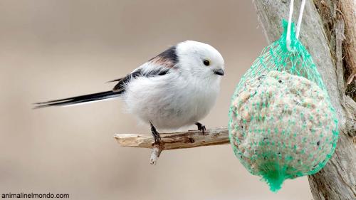  Tortine per nutrire gli uccellini