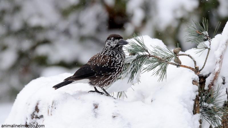  Salviamo i volatili dal pericolo neve