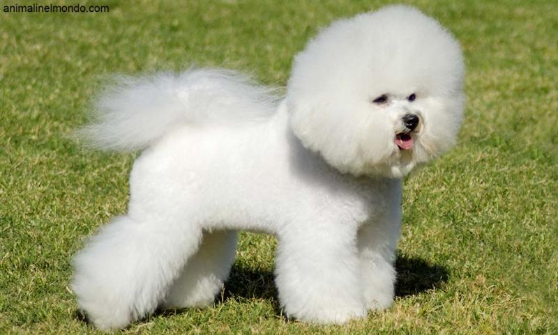  Cane Bichon à poil frisé