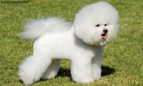 Cane Bichon à poil frisé