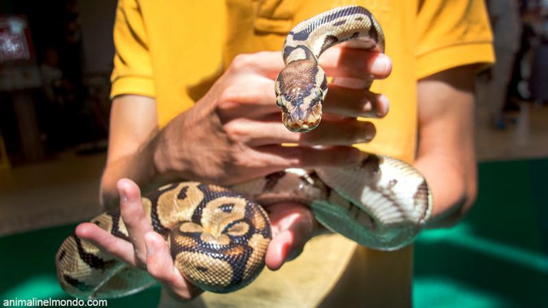  Il serpente e l'uomo
