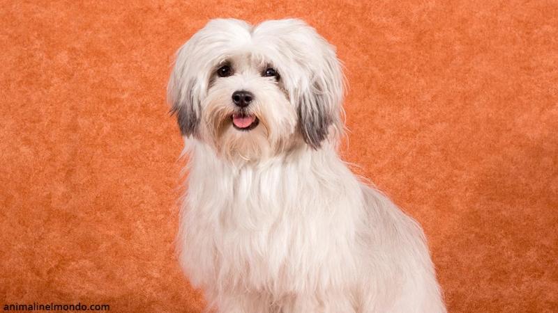  Cane Bichon Avanese