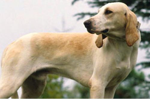Cane Billy