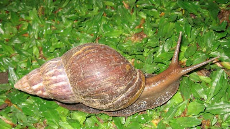  Achatina fulica