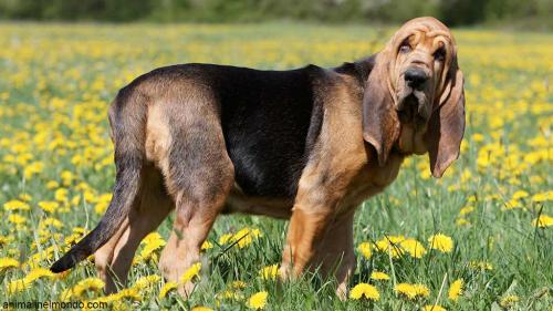 Cane Bloodhound