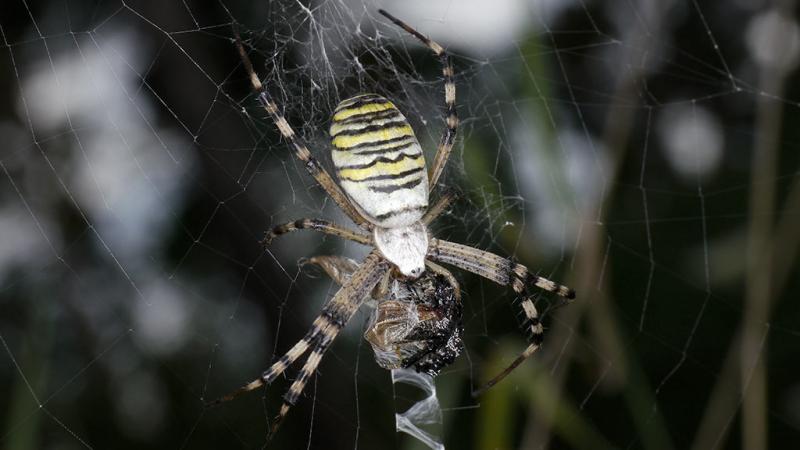  Argiope fasciata